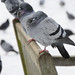 Matthew Freeze Photo 7