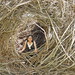 Teri Willow Photo 1