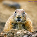 Steven Hagen Photo 6