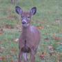 Susan Mahler Photo 22