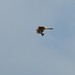Christopher Falco Photo 18