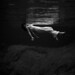 Toni White Photo 2