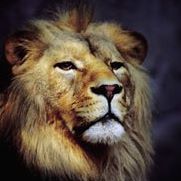 Darshan Brar Photo 19