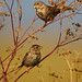 Gregory Bunting Photo 5