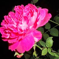 Cheng Chen Photo 36