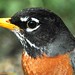 Robin Michael Photo 11