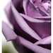 Steven Dear Photo 9