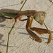 Georgia Mantis Photo 5