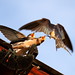 Richard Egert Photo 2