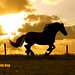 Neil Manes Photo 2