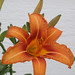 Susan Lillis Photo 3