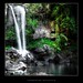 Forest Curtis Photo 1