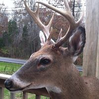 Carl Whitt Photo 18
