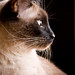 Casey Jones Photo 14