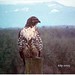 Dorothy Hawk Photo 8