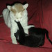 Fred Sprinkle Photo 7