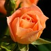 Rose Alden Photo 4