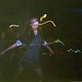 Rachel Chaves Photo 11