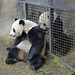 Mei Gao Photo 7