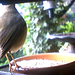 Robin Philip Photo 5