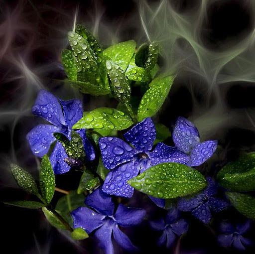 Mohsen Amin Photo 24