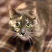 Lisa Reagan Photo 11