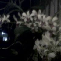 Altagracia Peralta Photo 5
