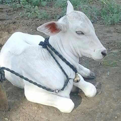 Rakesh Bhan Photo 21