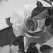 Rose Peterson Photo 4