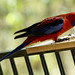 Pat Parrott Photo 9