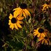 Susan Field Photo 17