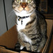 Tabby Bell Photo 4
