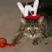 Tabby Bell Photo 3