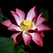 Trac Pham Photo 6