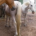 Tammy Singleton Photo 15