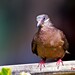 A Brown Photo 7