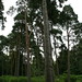 Scott Pine Photo 11