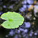 Lily Brown Photo 12