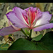 Martha Flores Photo 11