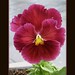 Pansy Green Photo 3