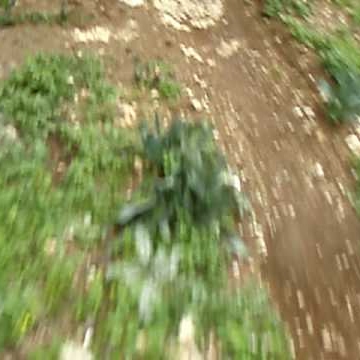 Samer Younis Photo 15