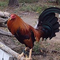 Ronald Malabanan Photo 2