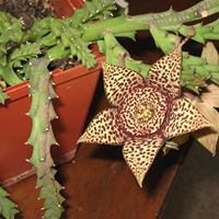 John Spagnoli Photo 23
