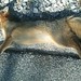 Lamar Fox Photo 4
