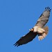 Richard Hawks Photo 11