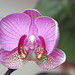 May Bloom Photo 1