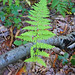 Fern Hardy Photo 8