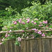 Rose Latham Photo 11