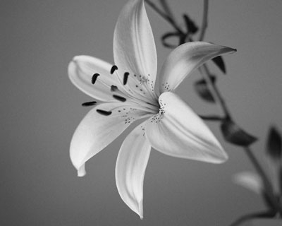 Debbie Armstrong Photo 36