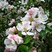 Eileen Apple Photo 5